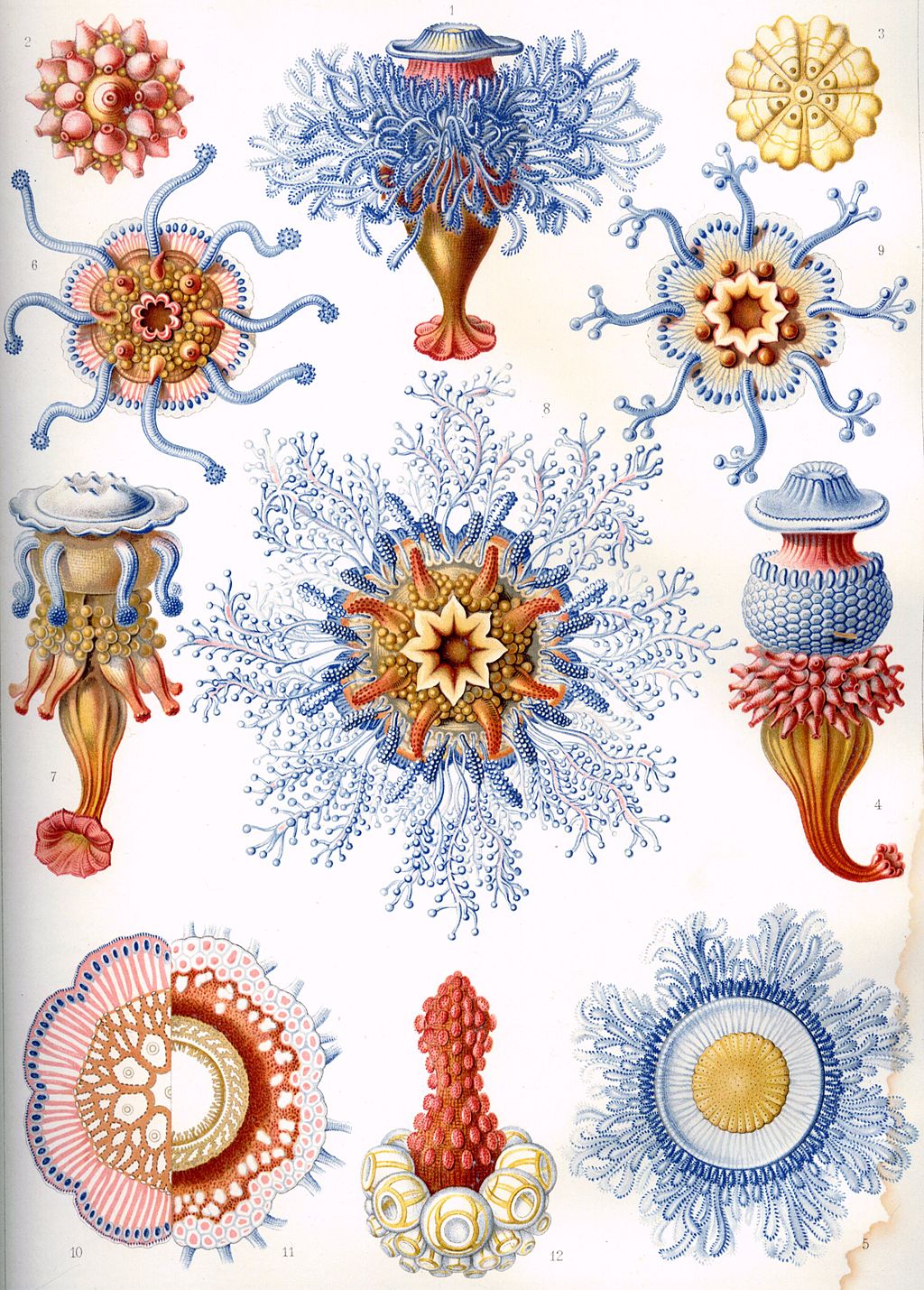 1024px Haeckel Discomedusae 8. Cultura Inquieta 3