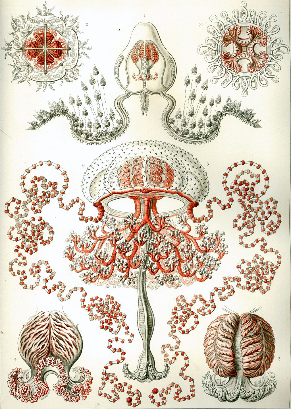 1024px Haeckel Discomedusae 8. Cultura Inquieta 4
