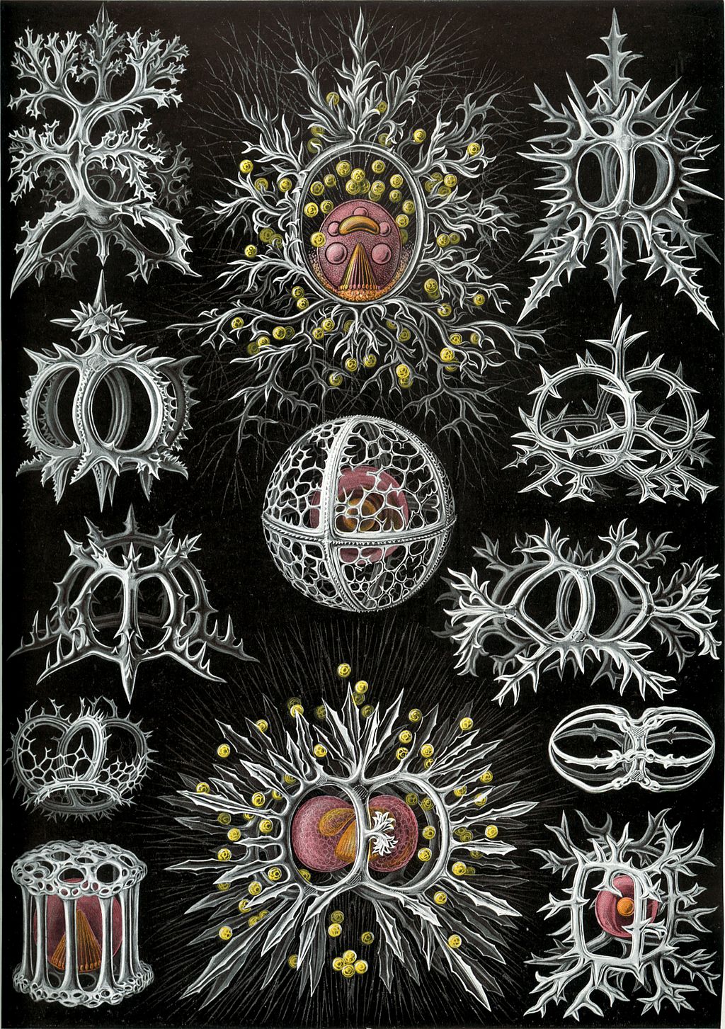 1024px Haeckel Discomedusae 8. Cultura Inquieta 5