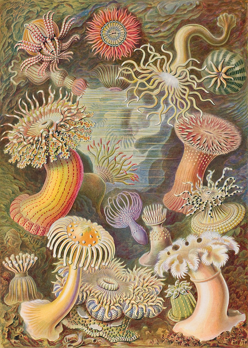 1024px Haeckel Discomedusae 8. Cultura Inquieta 6