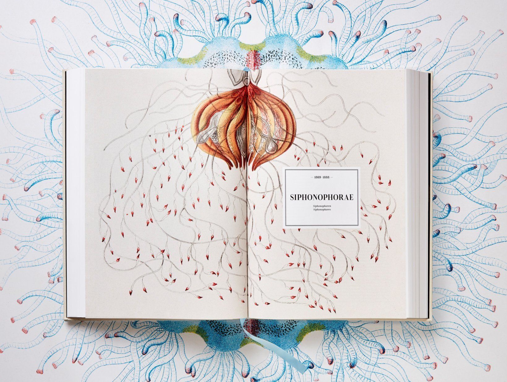 1024px Haeckel Discomedusae 8. Cultura Inquieta 7