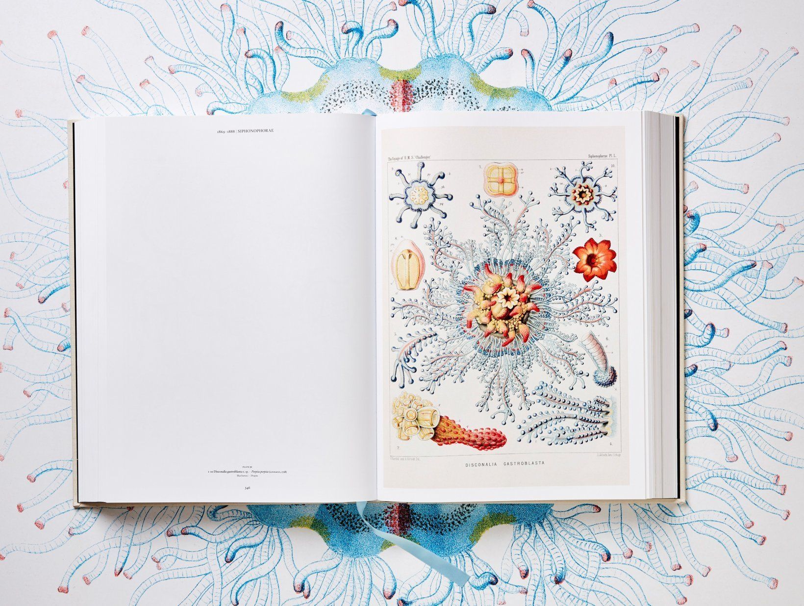 1024px Haeckel Discomedusae 8. Cultura Inquieta 8