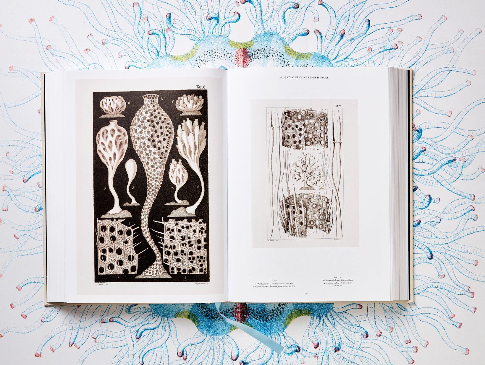 1024px Haeckel Discomedusae 8. Cultura Inquieta 9
