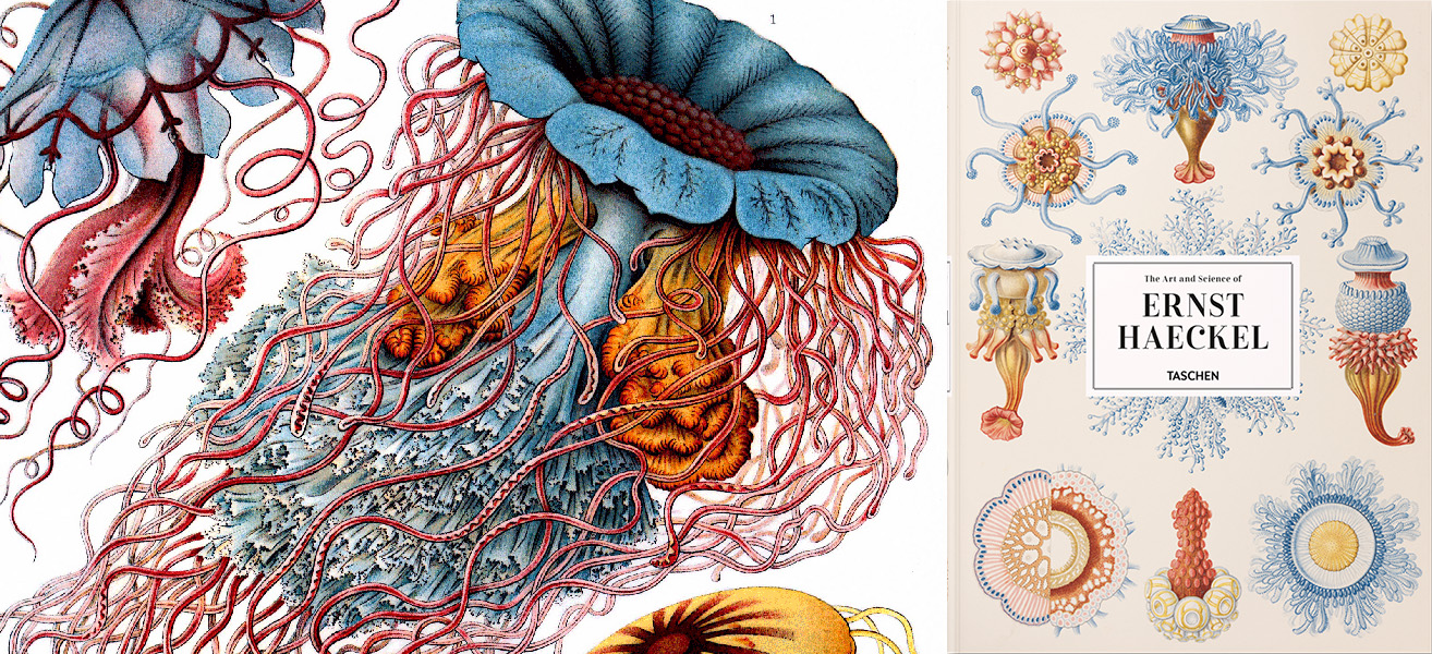 Ernst Haeckel