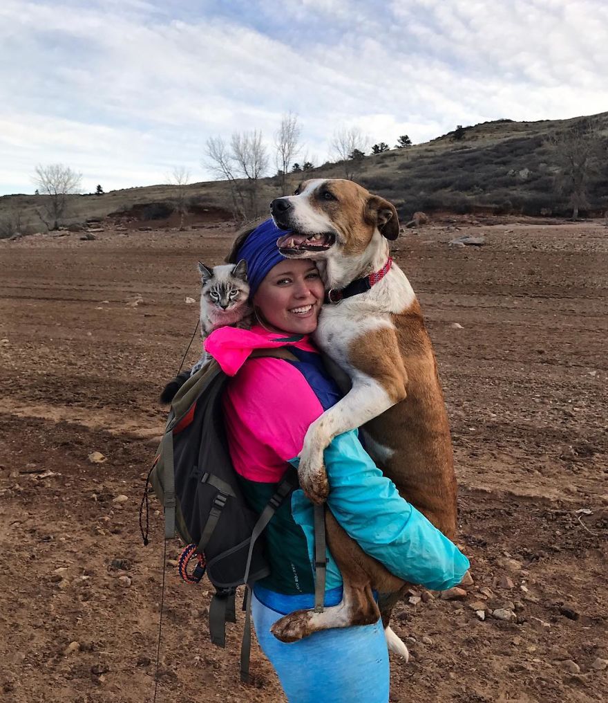Henry The Colorado Dog viajar