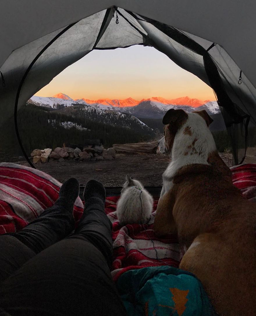 Henry The Colorado Dog viajar 10