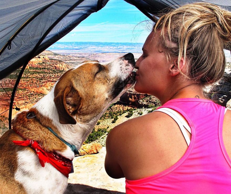 Henry The Colorado Dog viajar 12