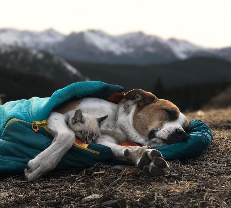 Henry The Colorado Dog viajar 13