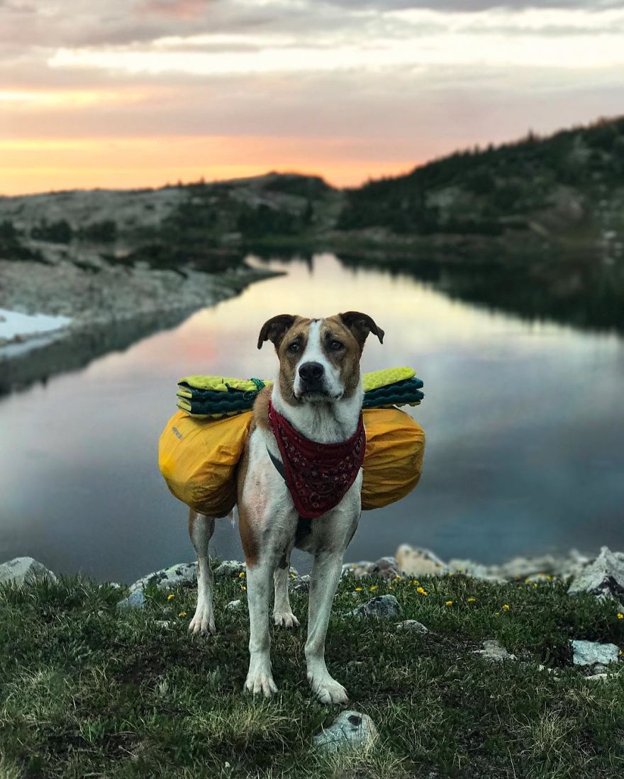 Henry The Colorado Dog viajar 14