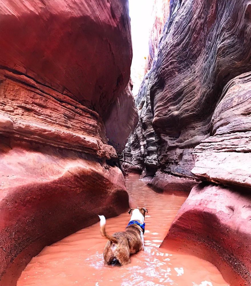 Henry The Colorado Dog viajar 18