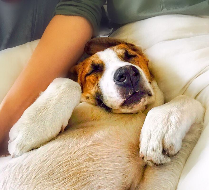 Henry The Colorado Dog viajar 3