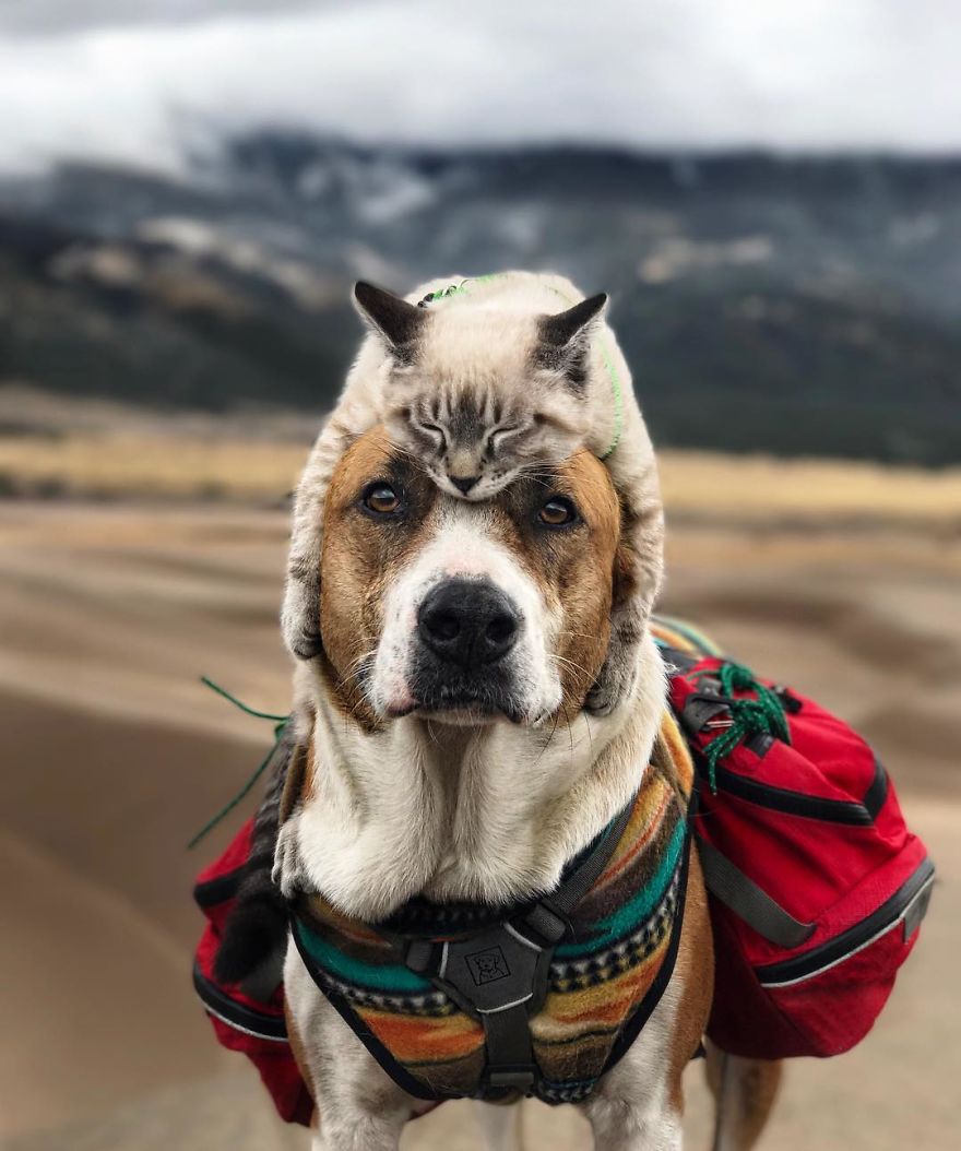 Henry The Colorado Dog viajar 4