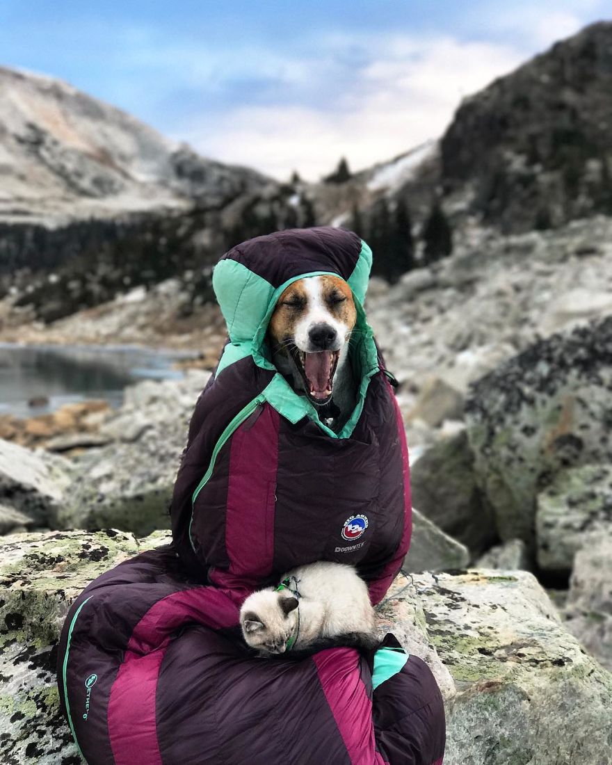 Henry The Colorado Dog viajar 6