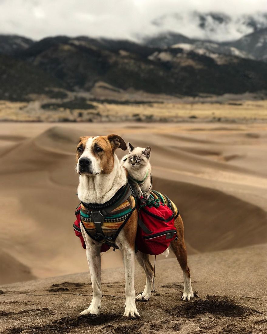 Henry The Colorado Dog viajar 8
