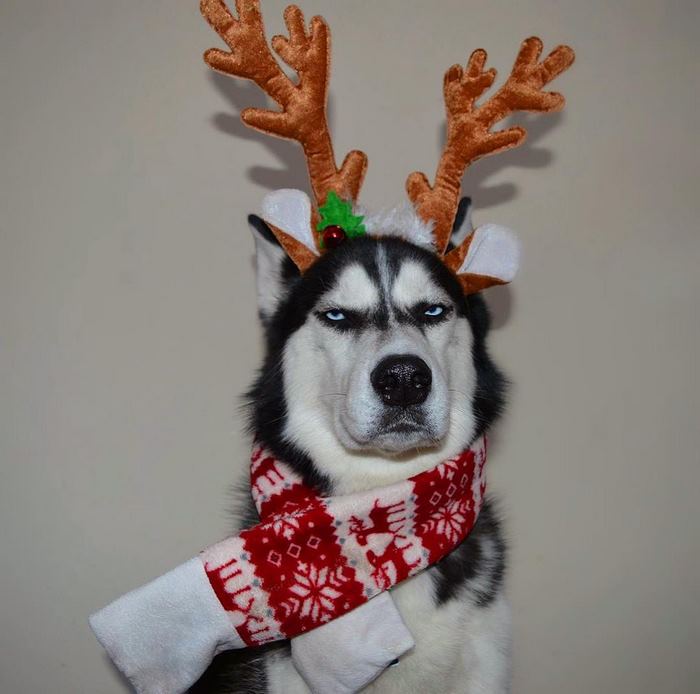 Husky Anuko navidad mal humor divertido