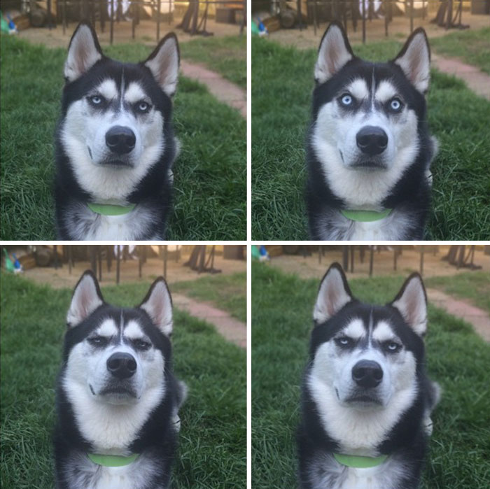 Husky Anuko navidad mal humor divertido 10