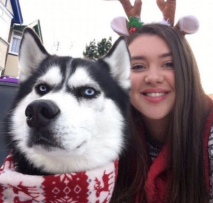 Husky Anuko navidad mal humor divertido 3