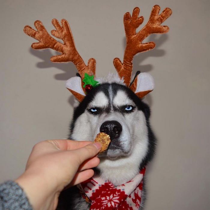 Husky Anuko navidad mal humor divertido 4