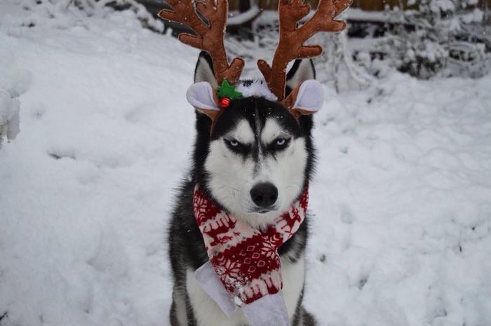 Husky Anuko navidad mal humor divertido 5