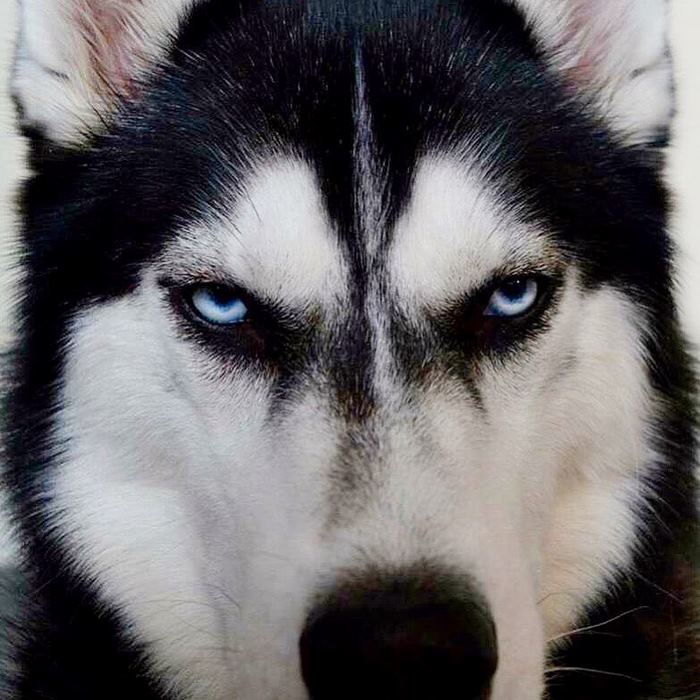 Husky Anuko navidad mal humor divertido 6