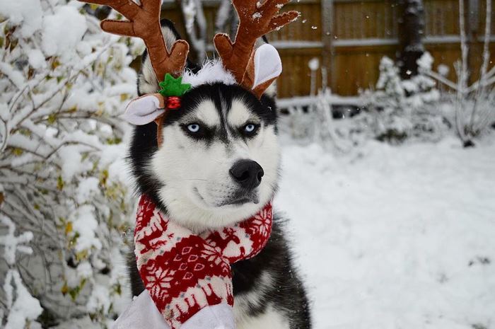 Husky Anuko navidad mal humor divertido 7