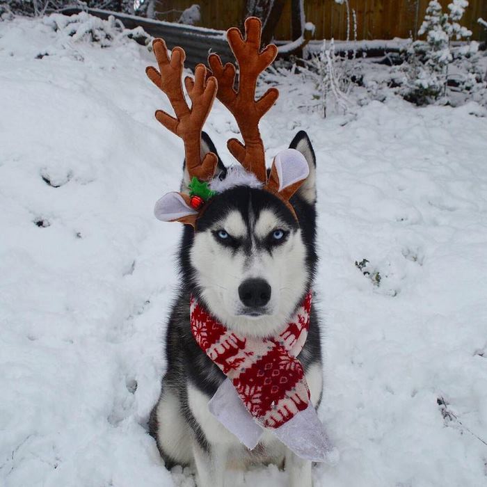 Husky Anuko navidad mal humor divertido 9