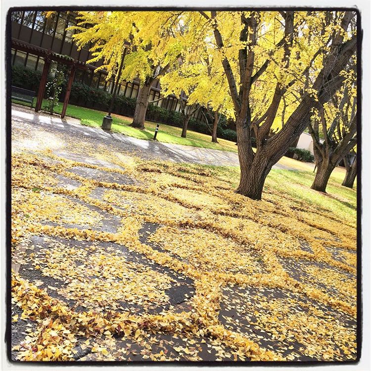 Joanna Hedrick gingko 5