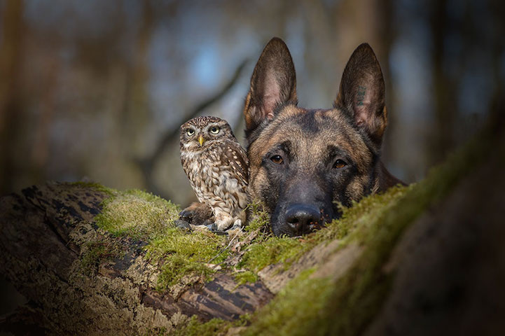 Tanja Brandt owl buho8