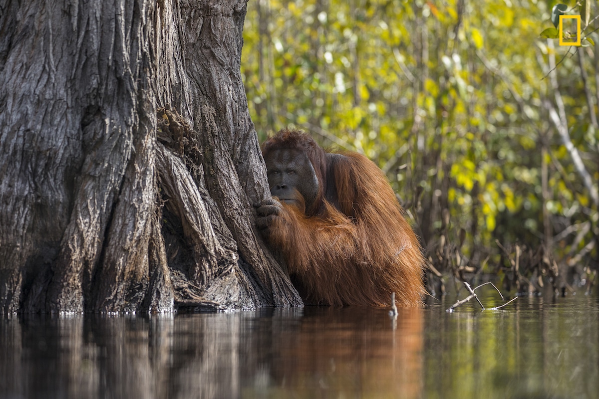 Wildlife. N. Geo. C. Inquieta 1