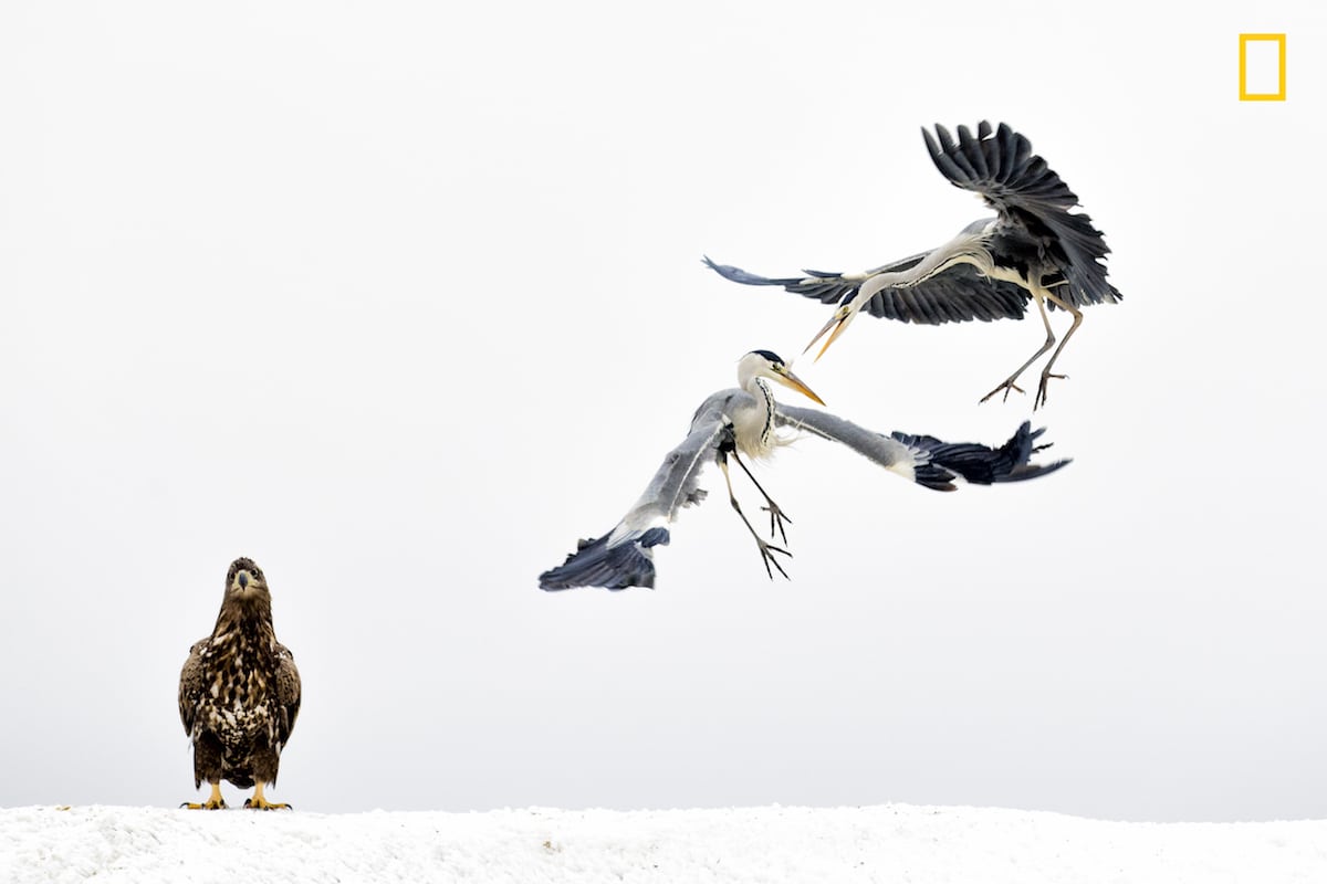 Wildlife. N. Geo. C. Inquieta 10jpg