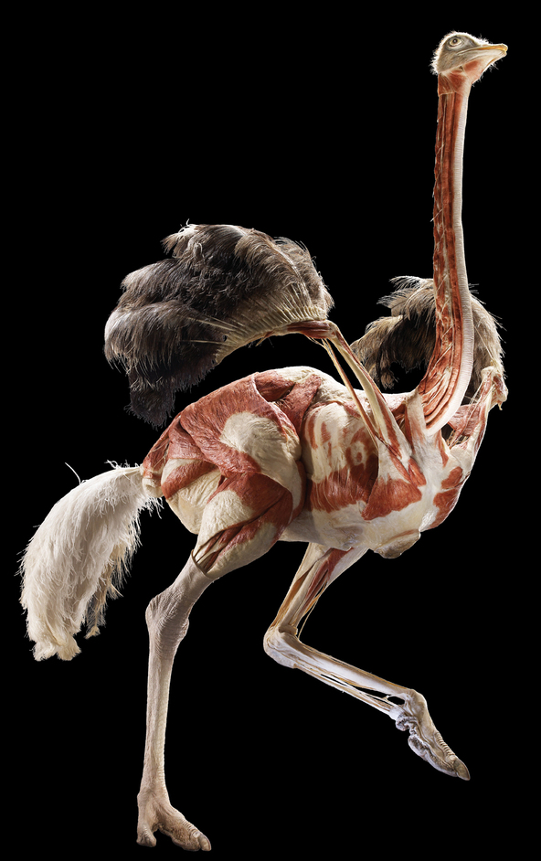 animalinsideout culturainquieta