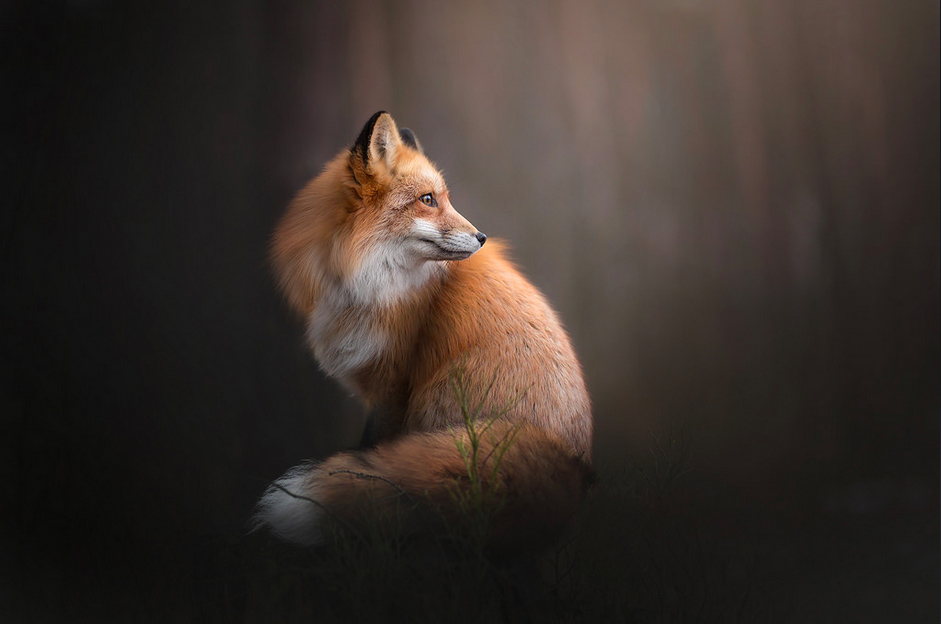 mejores fotografias ganadoras Flickr 2017 2
