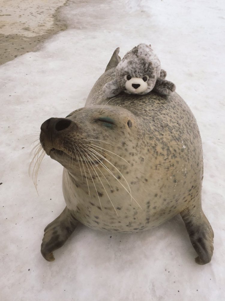 Foca sin orejas centro Okhotsk Tokkari Center con peluche
