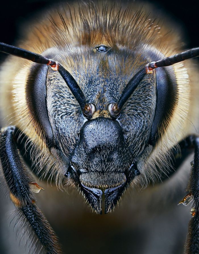 Abeja Europea 19