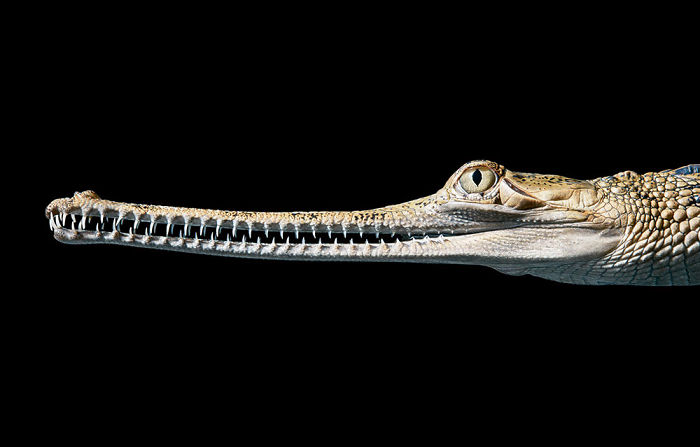 Cocodrilo Gavial. 25
