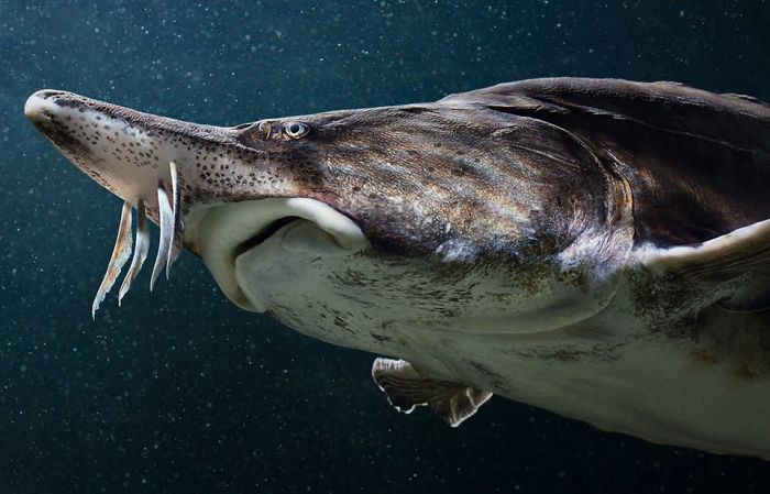 El esturión beluga.29
