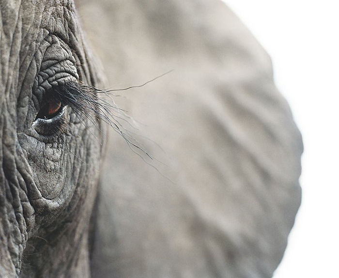 Elefante Africano. C. Inquieta 6