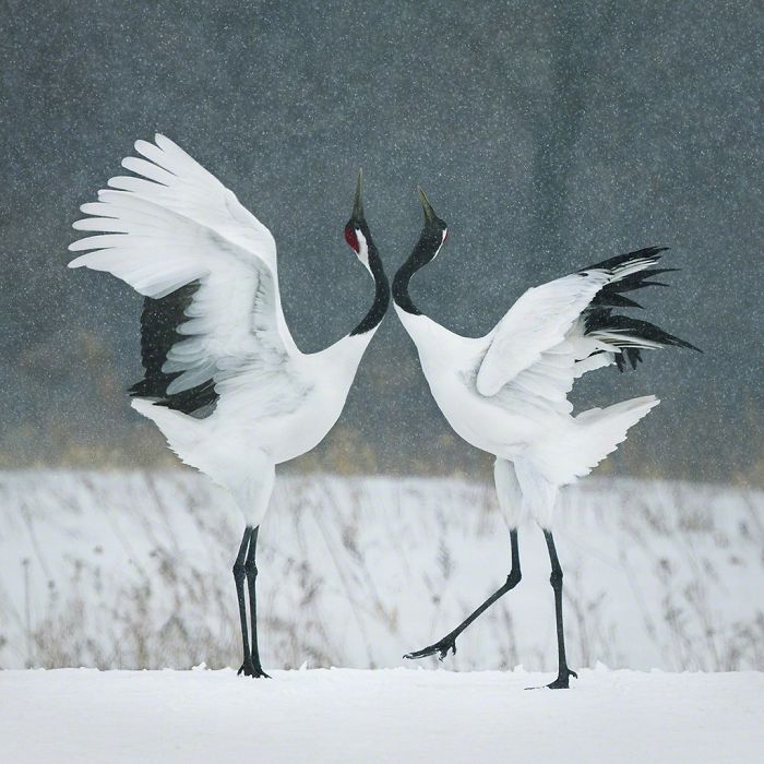 Grulla de manchuria.13