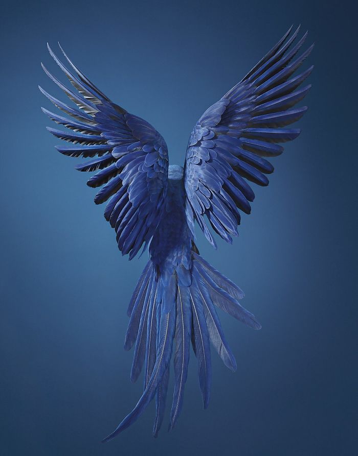 Guacamayo Jacinto. Cultura Inquieta 6