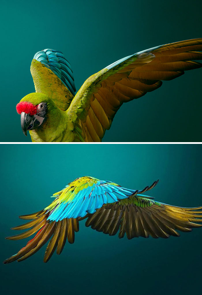 Guacamayo Militar.21