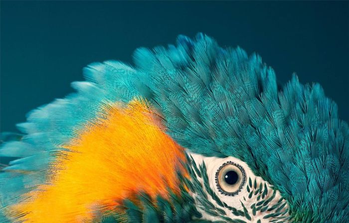 Guacamayo barbazul.23