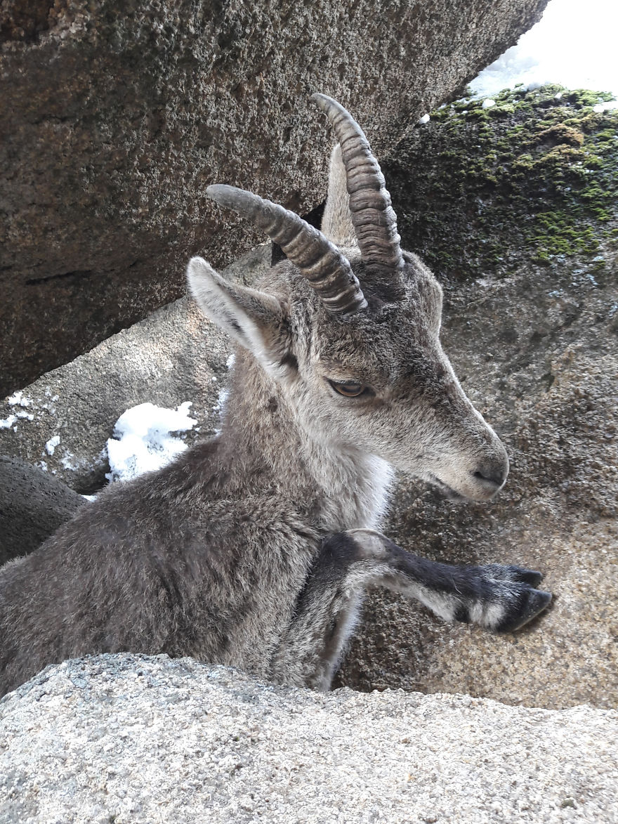 La Pedriza cabra montesa 3