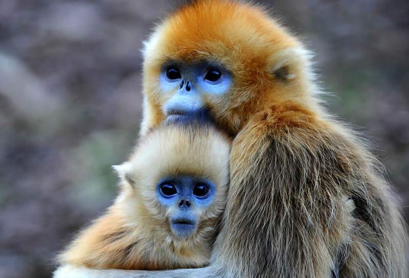 Langur chato
