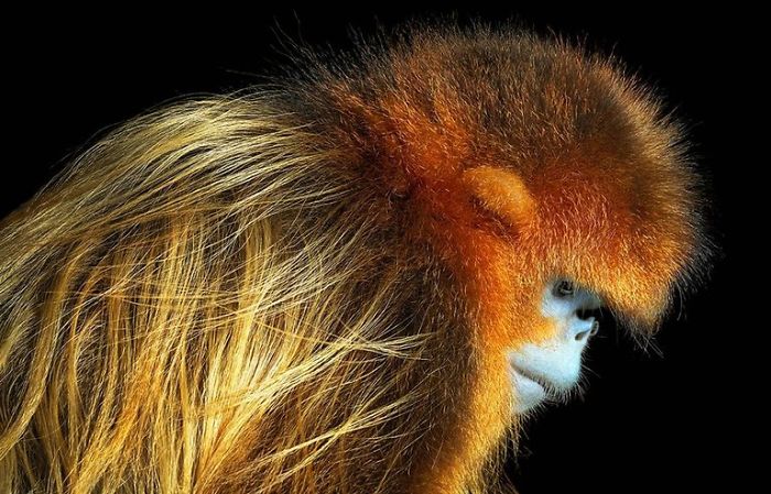 Langur chato 15