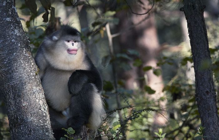 Langur negro de nariz chata. 27