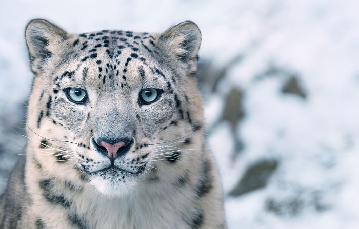 Leopardo de las nieves. Cultura Inquieta 7