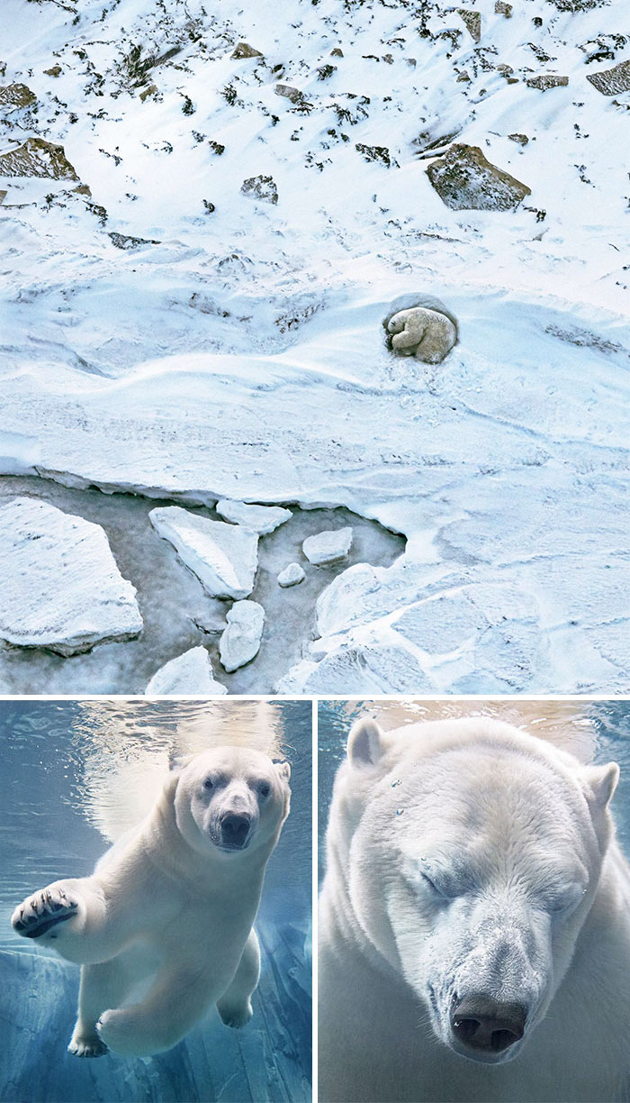 Oso Polar. Cultura Inquieta 2