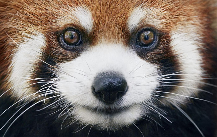 Panda Rojo. 11
