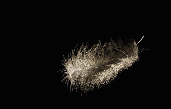 Pluma. Cultura Inquieta 1