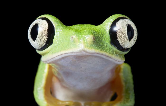 Rana Agalychnis 28